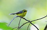 Yellow-bellied Fairy-Fantail